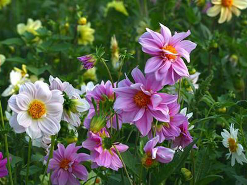 宿根花卉 宿根花卉