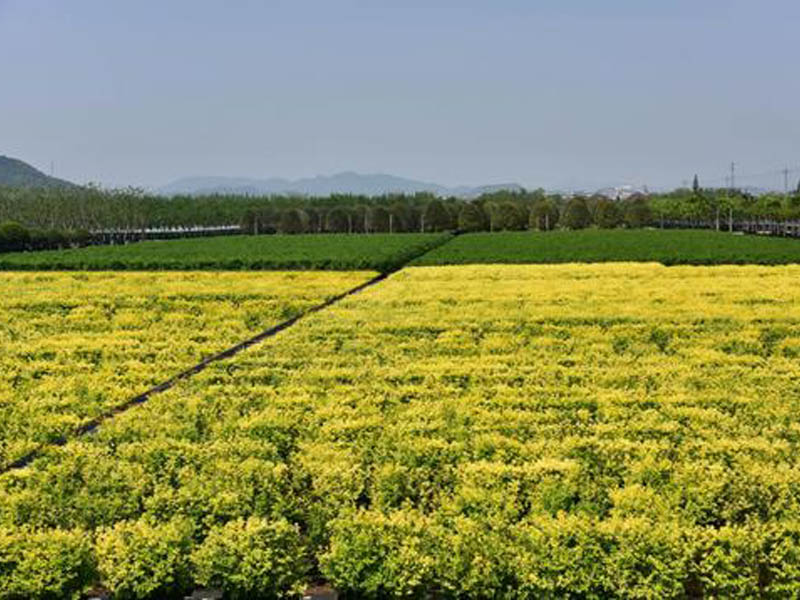 綠化苗木 綠化苗木