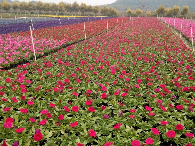 草花苗木基地　山東青州草花批發(fā)價(jià)格低