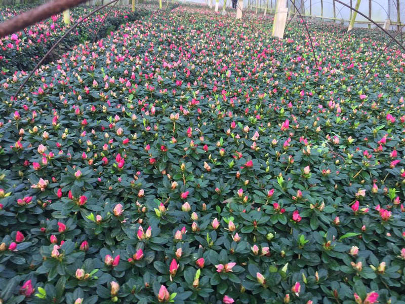 杜鵑花種植批發(fā)基地 杜鵑花種植批發(fā)基地